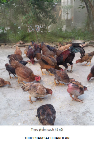Gà ri nuôi tại đồi Ba Vì 